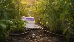 Effiziente Gartenbewässerung mit Micro-Drip
