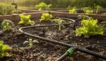 Garten clever bewässern: Perlschlauch-Sets